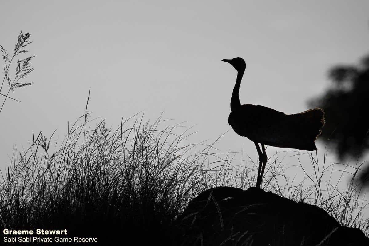 13Graeme Stewart Black Bellied Bustard 100121 Final 13Graeme Stewart Black Bellied Bustard 100121 Final