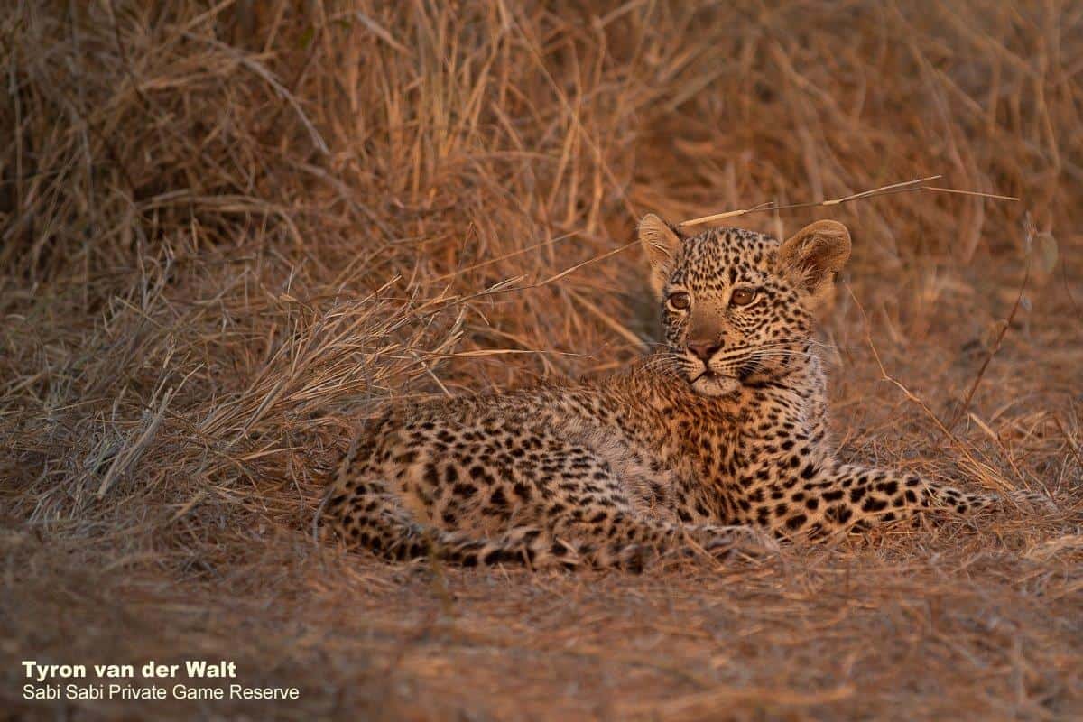 15Tyron Van Der Walt Scotia Aqnd Cub 21092019 5 Final