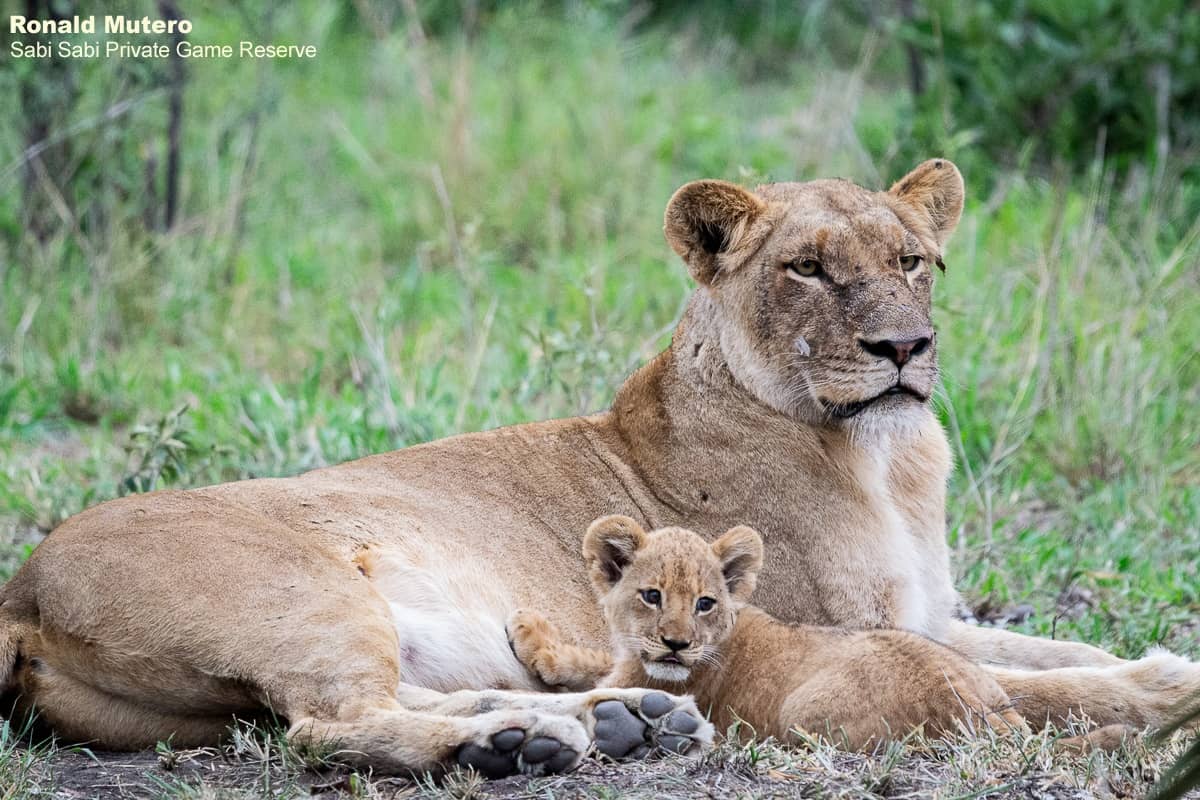 17ronald Mutero Sp And Cubs 27112020  29 Final