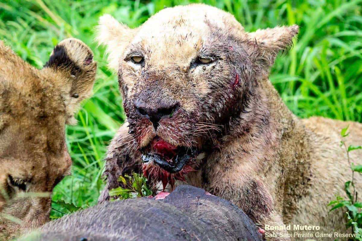 26ronald Mutero Stix Females 06012021 10 Final