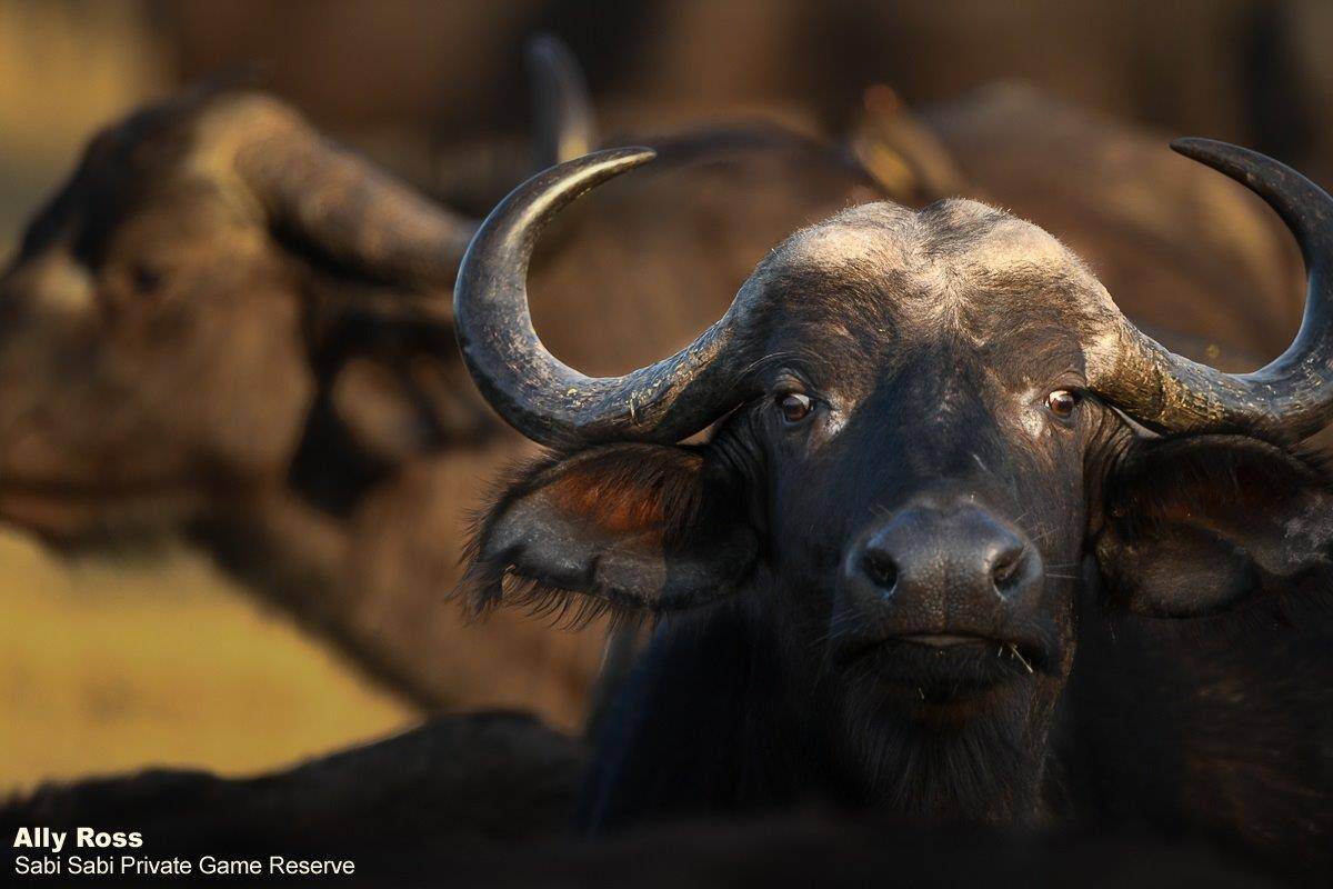 27Ally Ross 20201020 Buffalo Cow 01  Final