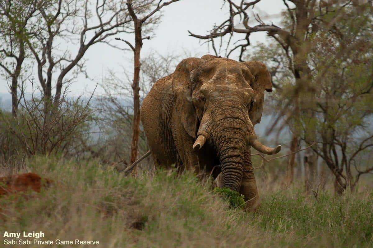 29Amy Leigh Elephant 181020 Final