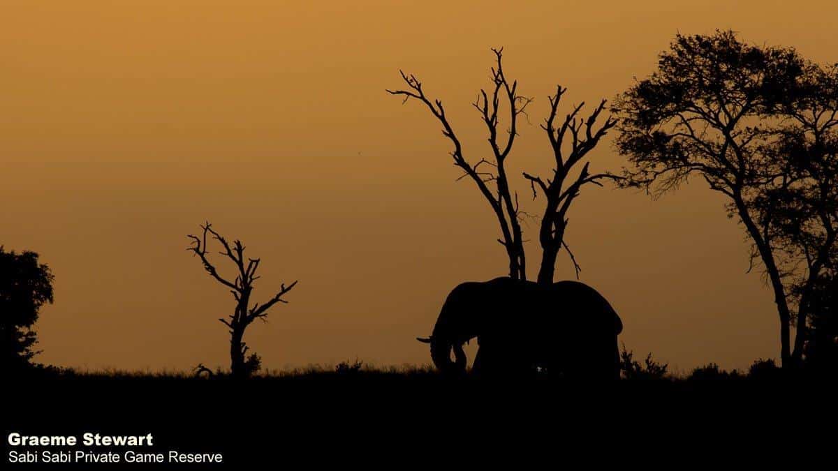 31Graeme Stewart Elephant 090121 Final