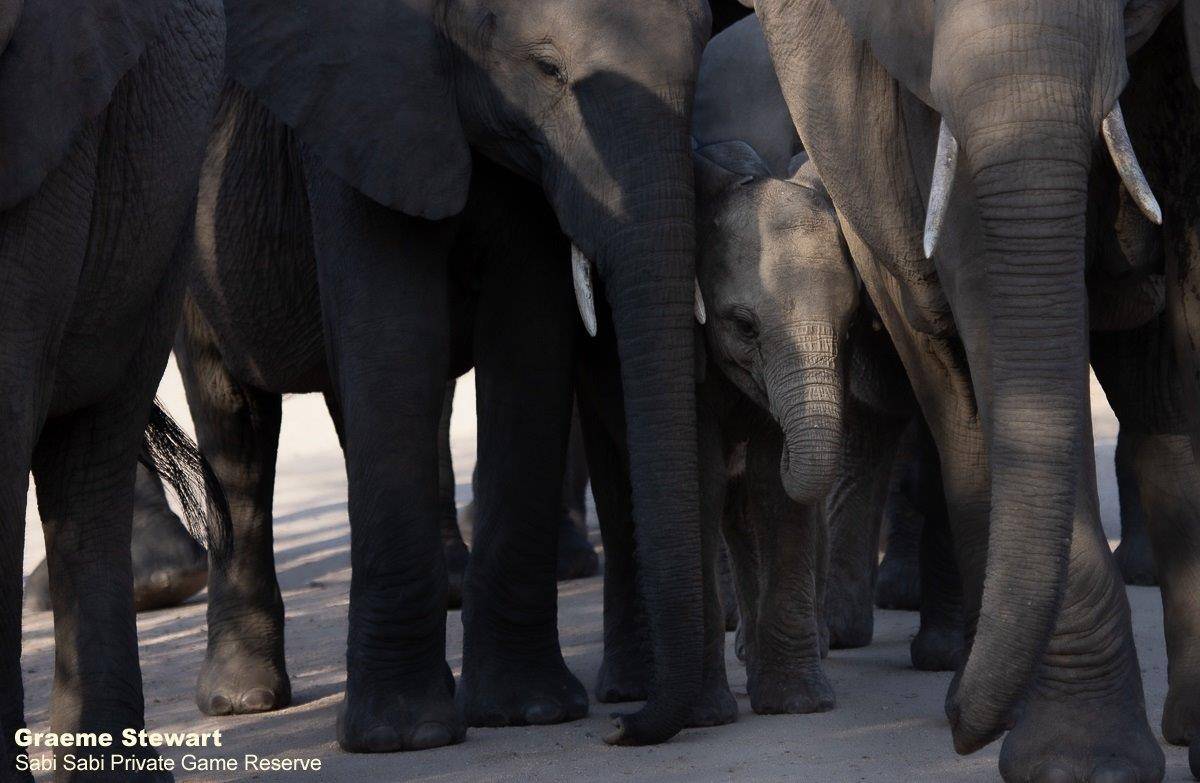 31Graeme Stewart Elephant 120820 Final