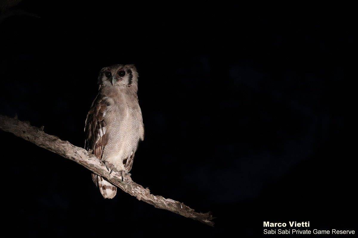 32Marco Vietti Verreauxs Eagle Owl 030121  Final