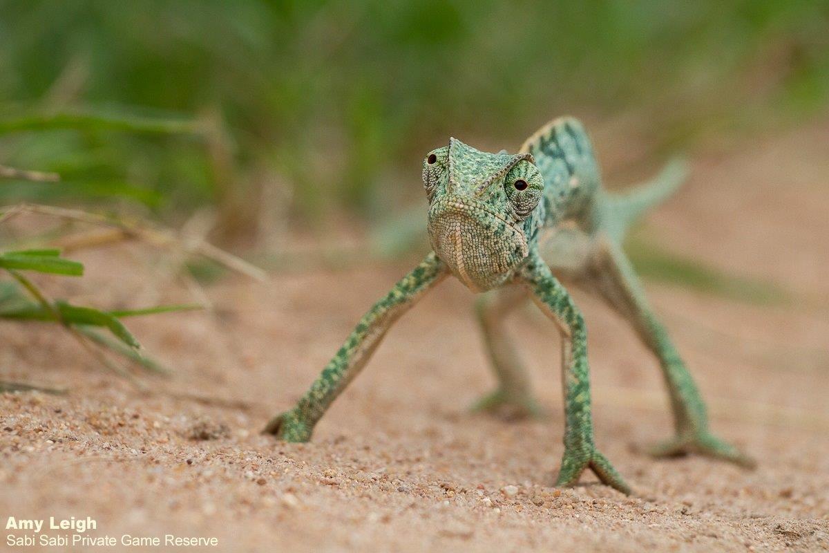 01Amy Leigh Chameleon 1 260121 Final