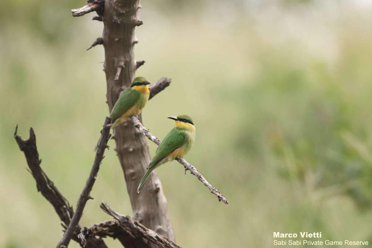 01Marco Vietti Little Bee Eater 090221 Final 01Marco Vietti Little Bee Eater 090221 Final