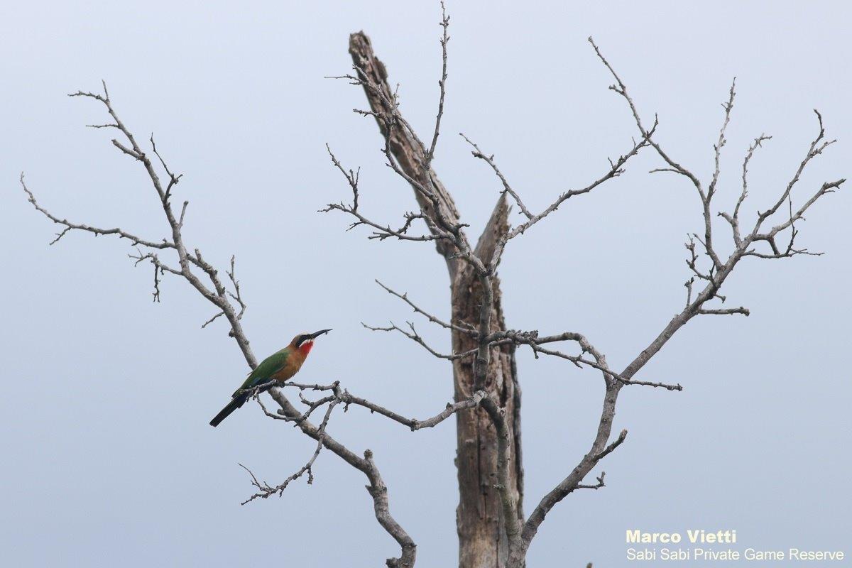 02Marco Vietti White Fronted Bee Eater 090221 Final 02Marco Vietti White Fronted Bee Eater 090221 Final