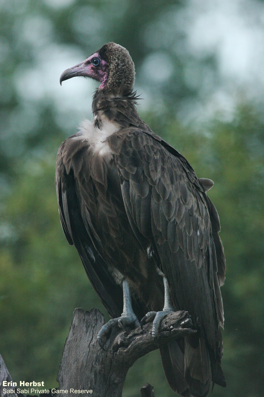 03Erin Herbst Hooded Vulture 180221 Final 03Erin Herbst Hooded Vulture 180221 Final
