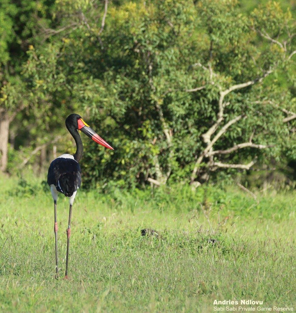 03andries Ndlovu Sddle Billed Stock 17.1.20 Final