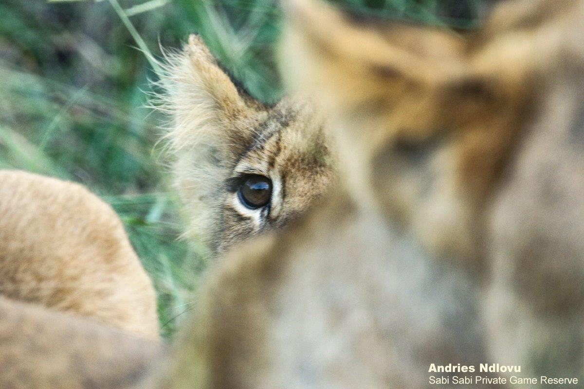 03andries Sp.cubs Blog 9 Final