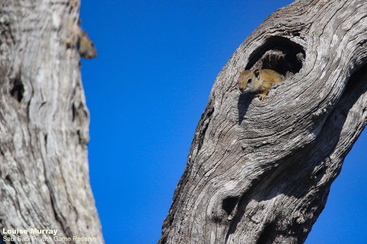04Louise Murray Squirrel 03062020 Final