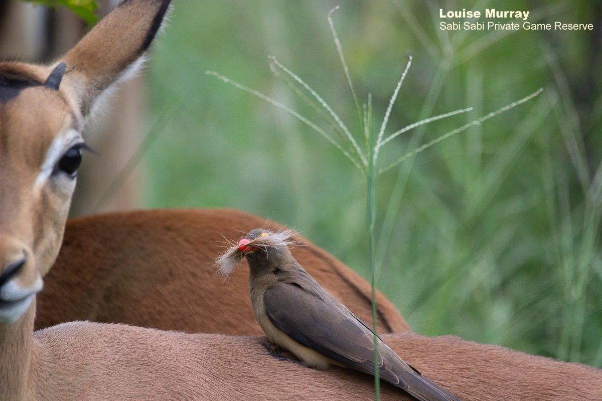 05Louise Murray Oxpecker 04022021 Final