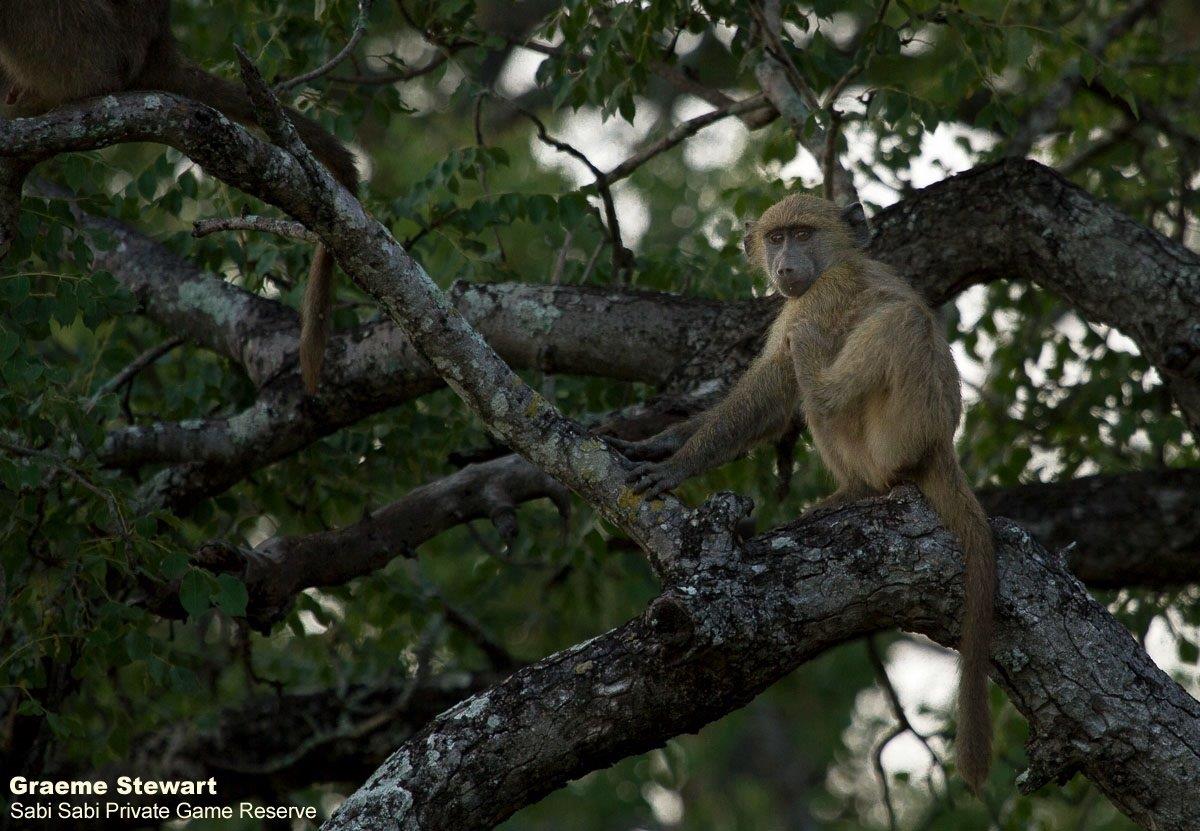 06Graeme Stewart Baboon 200320 1 Edit Final