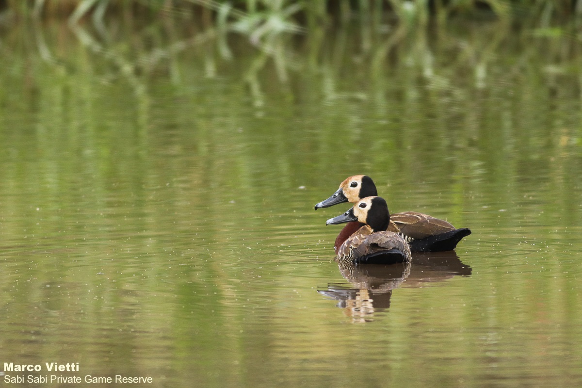 06Marco Vietti White Faced Whistling Duck 090221 Final 06Marco Vietti White Faced Whistling Duck 090221 Final