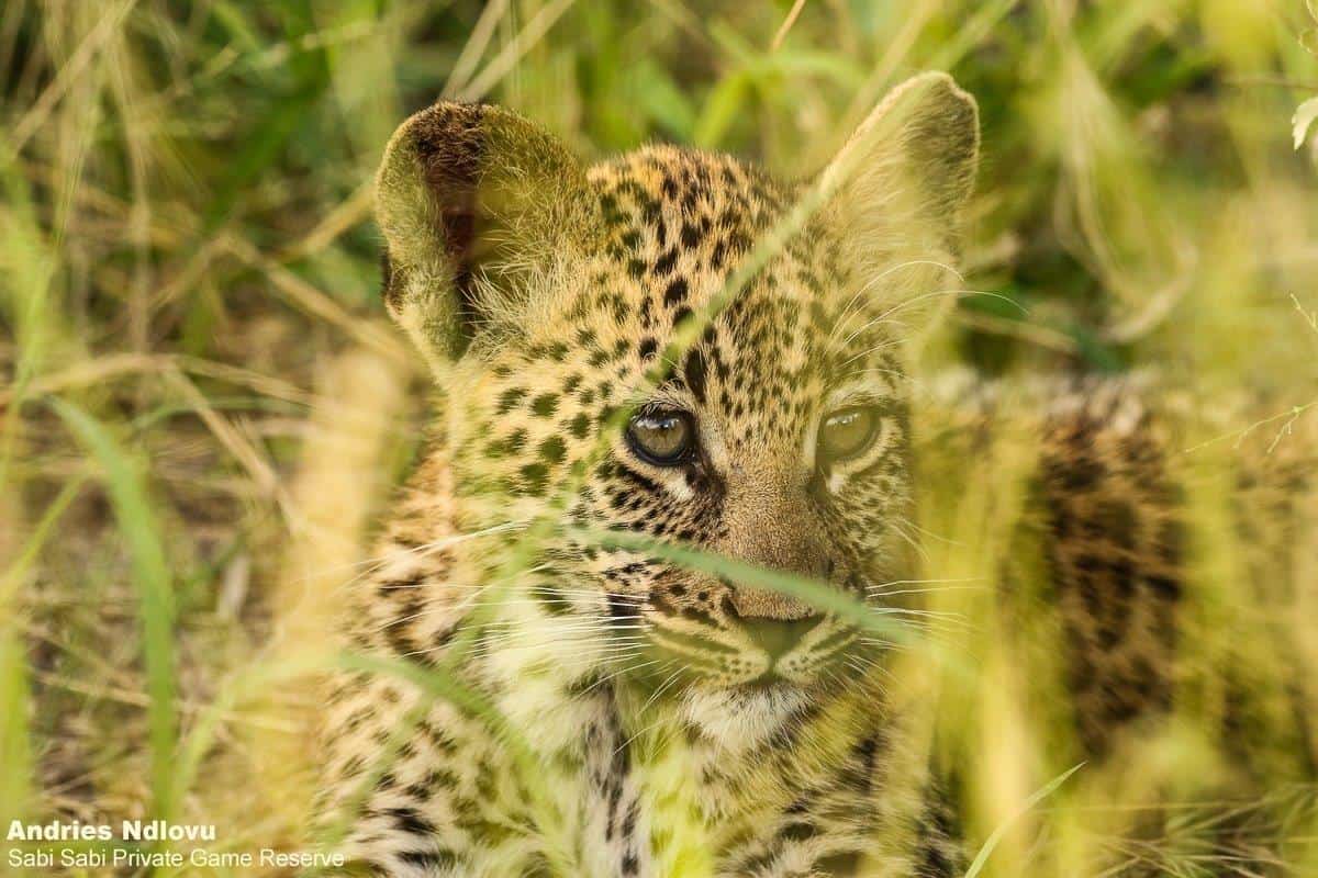 07andries Leopardcub.ntsumi 4 Final 07andries Leopardcub.ntsumi 4 Final