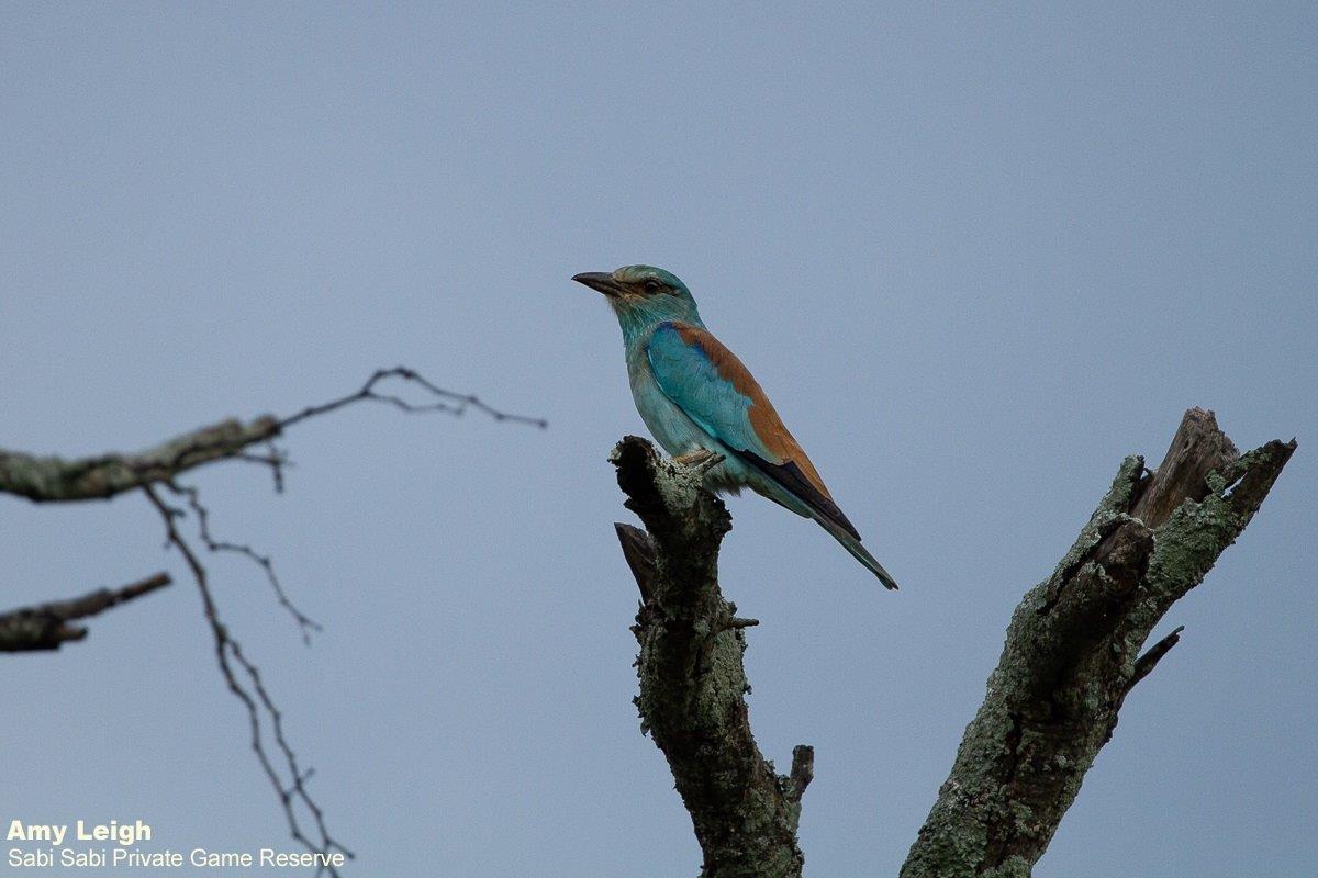 08Amy Leigh European Roller 060221  Final