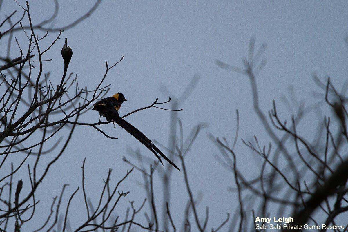09Amy Leigh Long Tailed Paradise Whydah 060221 1 Final 09Amy Leigh Long Tailed Paradise Whydah 060221 1 Final