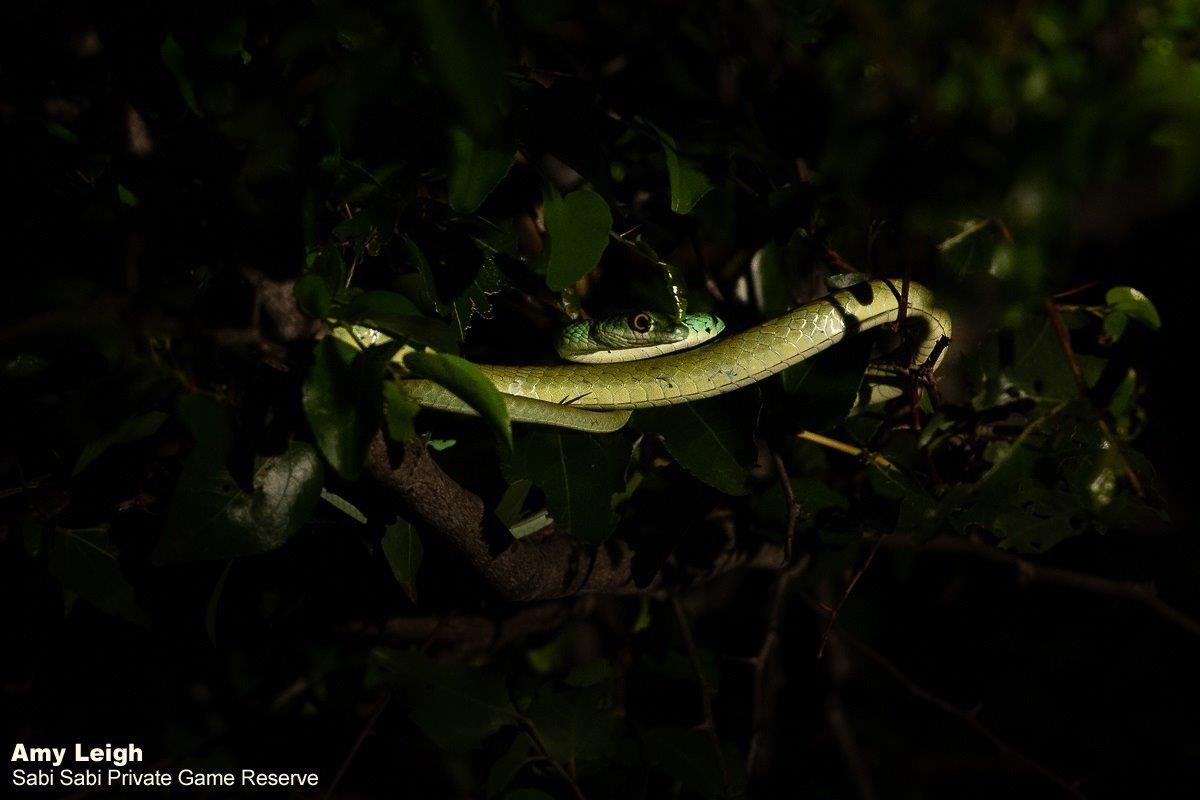 10Amy Leigh Spotted Bush Snake 060221 Final