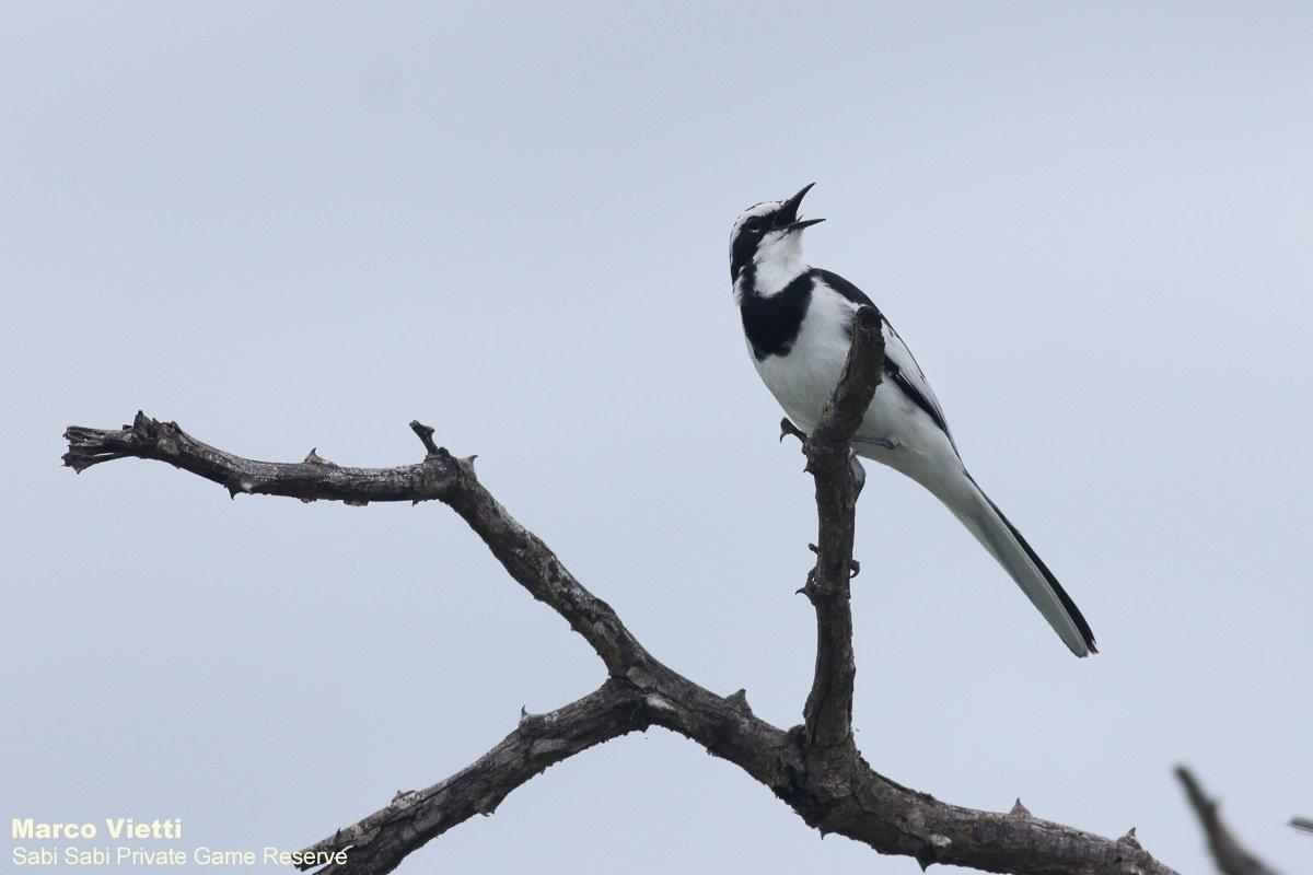 10Marco Vietti Pied Wagtail 090221 Final 10Marco Vietti Pied Wagtail 090221 Final