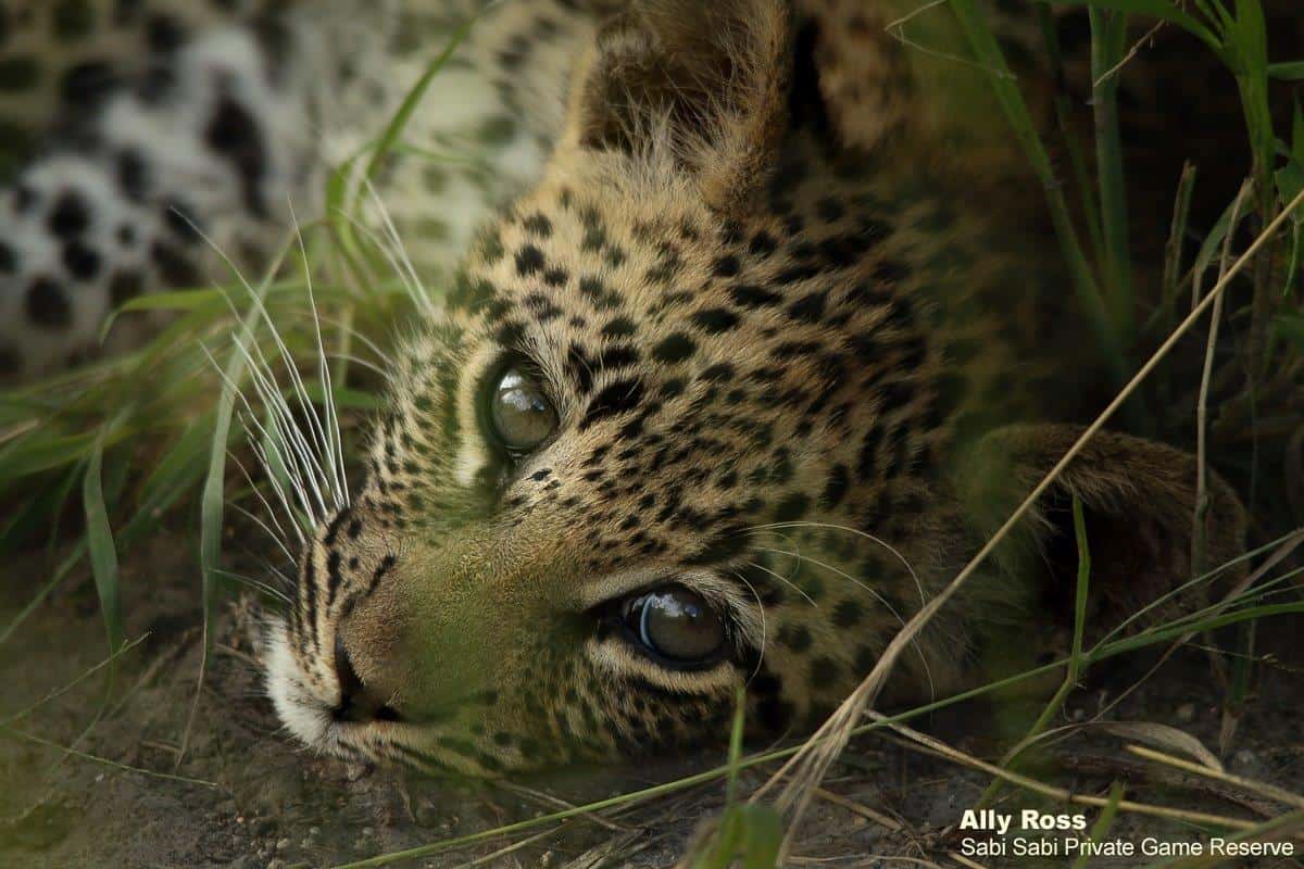 11Ally Ross 20210201 Ntsumi Cub 05 Final