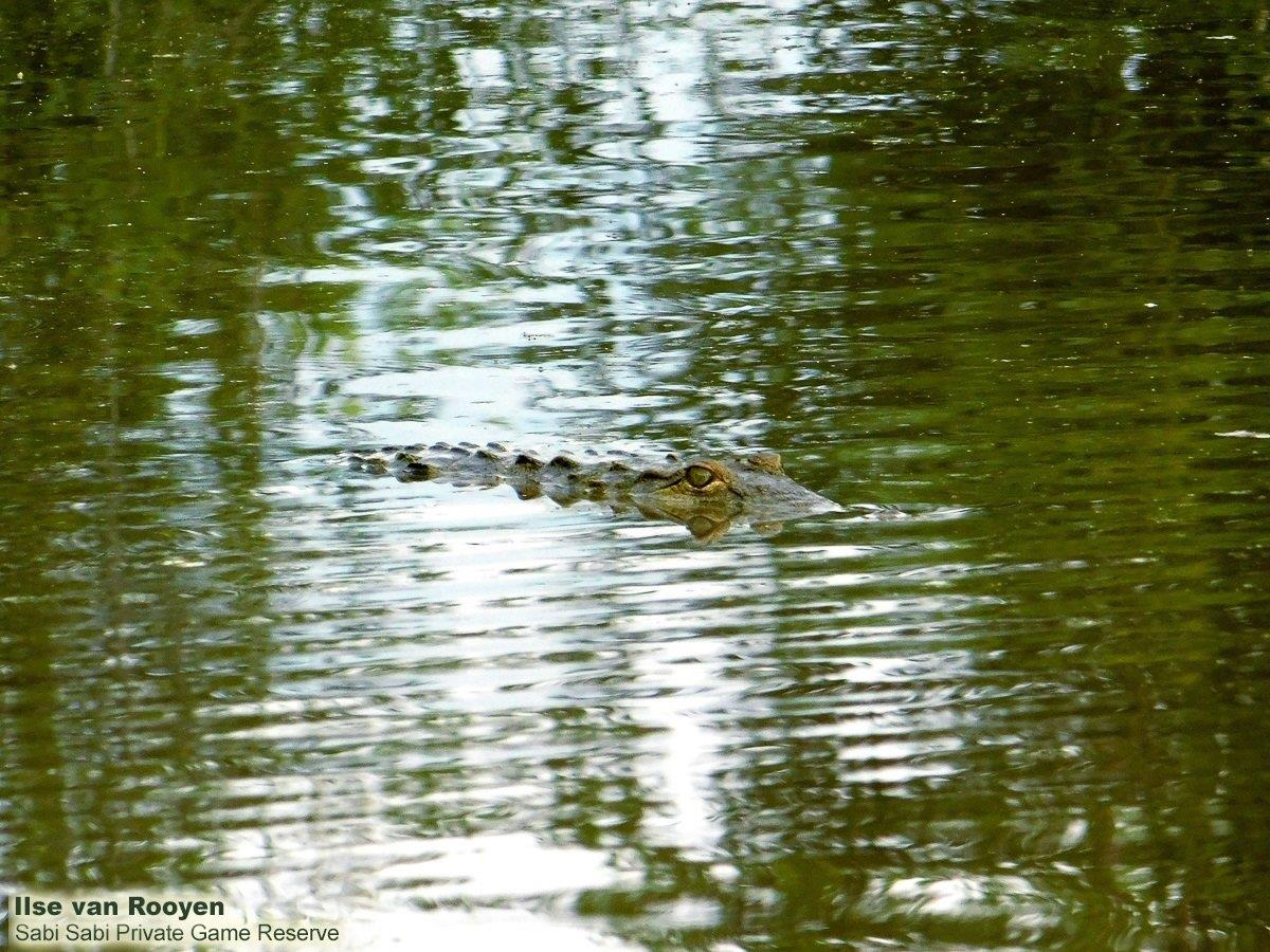 11Ilse Van Rooyen Crocodile 06022021 Final