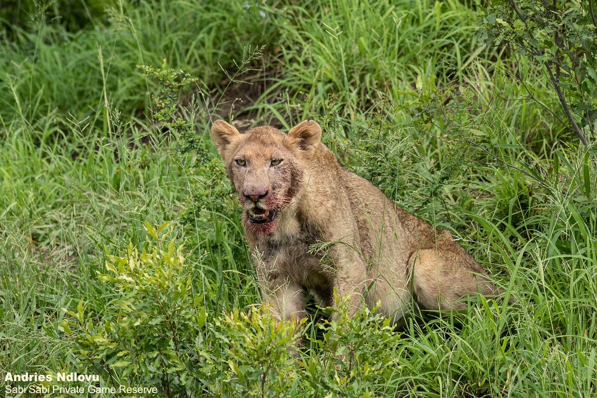 11andries Umkhombicamp.blog .lioness 3 Final