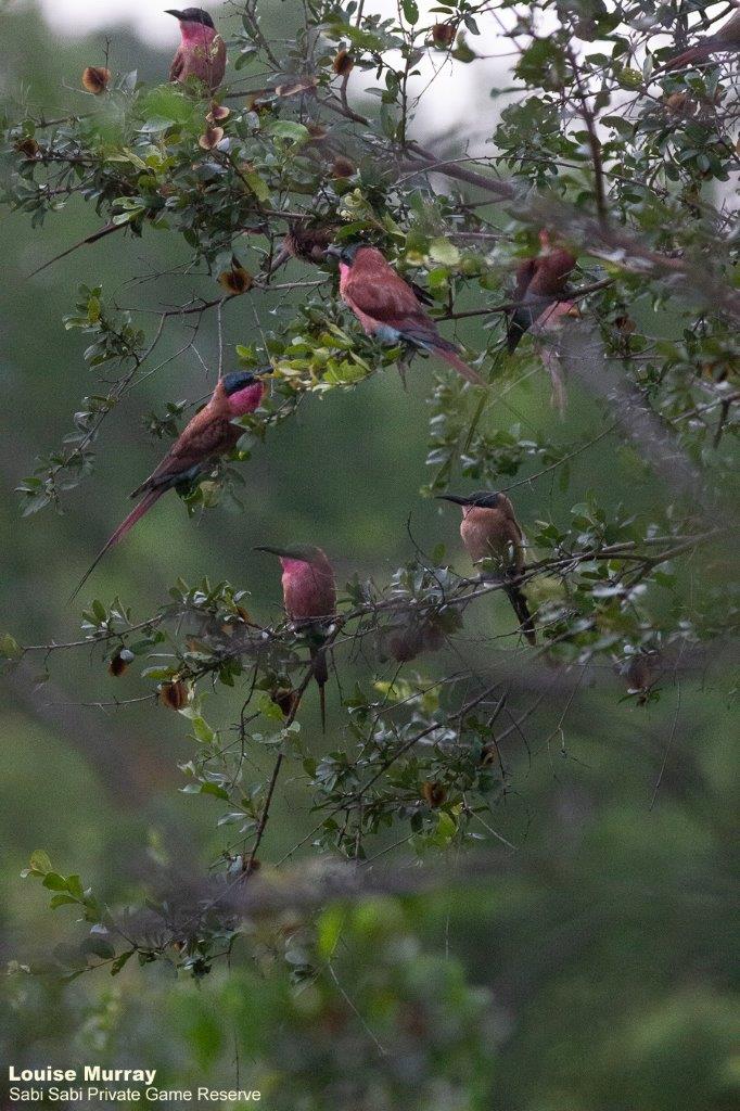 12Louise Murray Bee Eater 06022021 Final