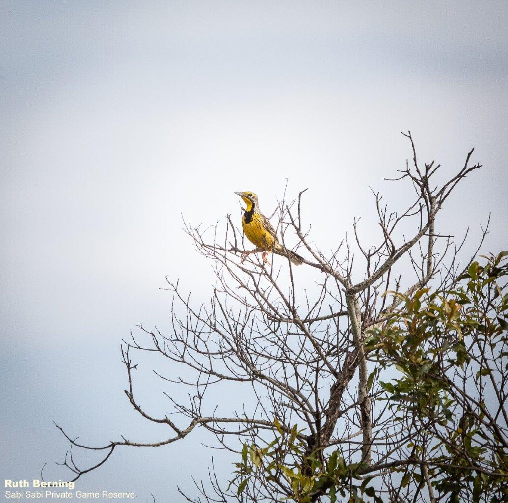 14Ruth Berning Yellow Throated Longclaw 08022021  Final