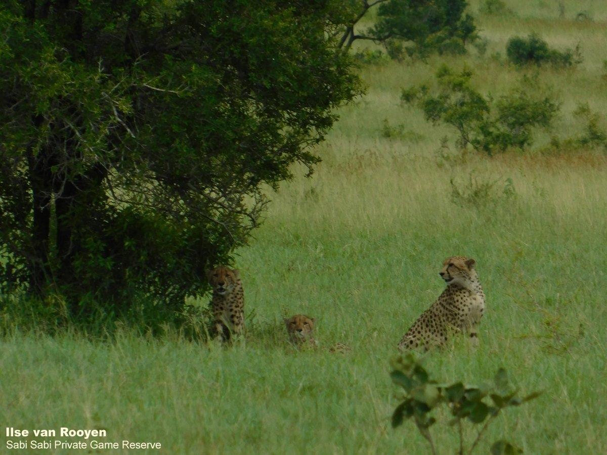 15Ilse Van Rooyen Cheetah 06022021 Final