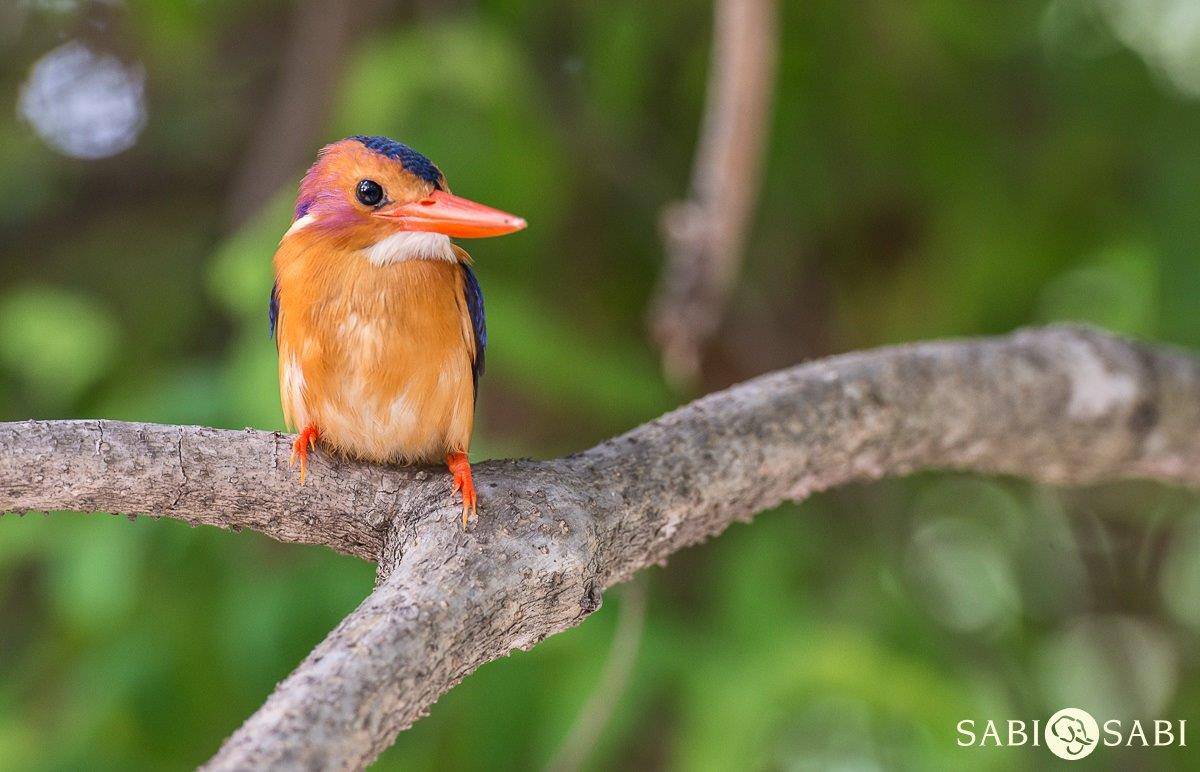 19Terry Ennever Pygmy Kingfisher Final