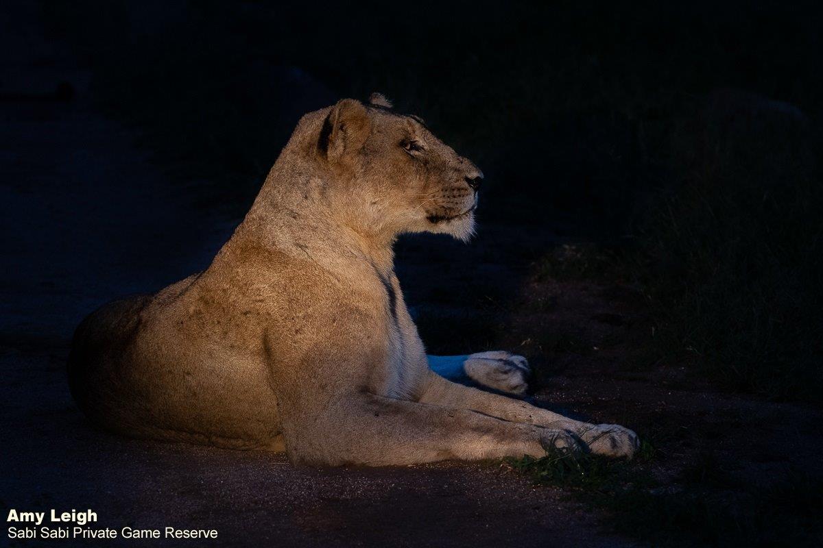 26Amy Leigh Lion Kumbula 2 060221 Final