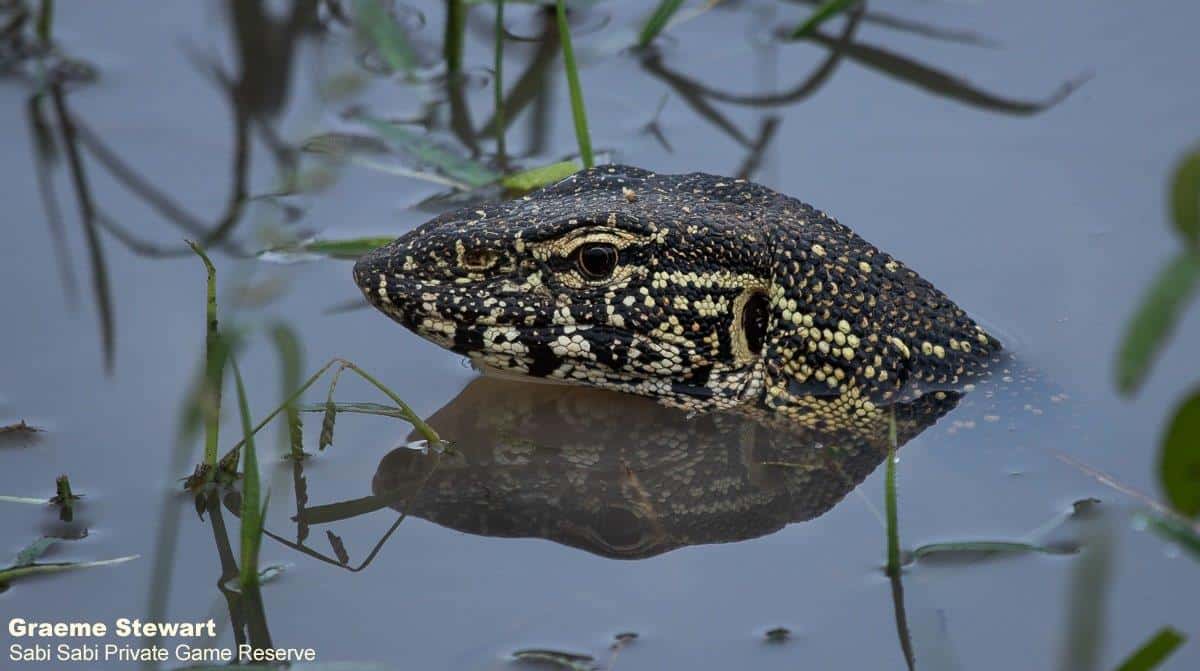 30Graeme Stewart Water Monitor 270121 Final 30Graeme Stewart Water Monitor 270121 Final