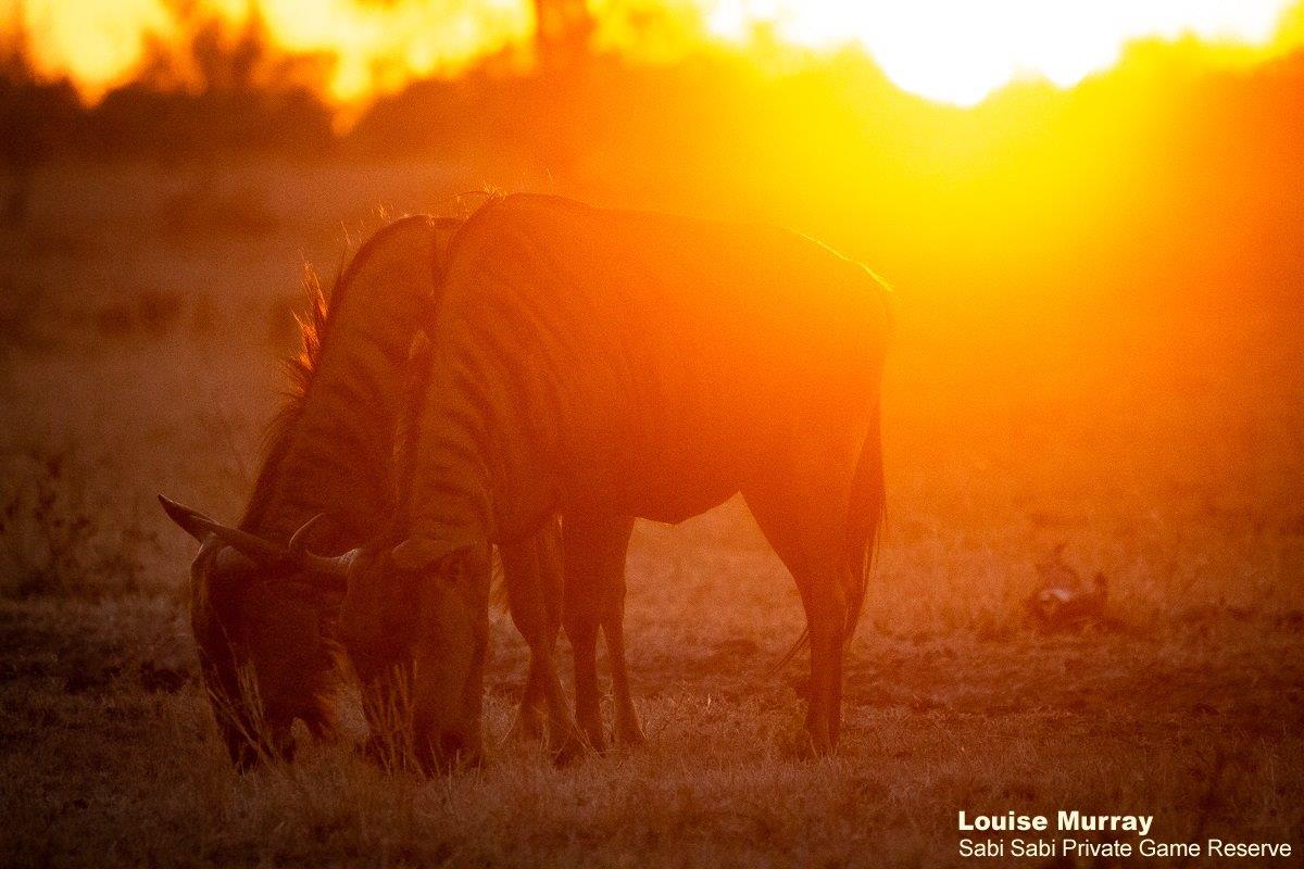 33Louise Murray Wildebeest Sunset 06082020 3 Final 33Louise Murray Wildebeest Sunset 06082020 3 Final