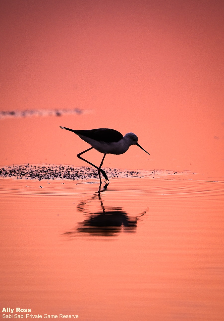 02Ally Ross 20200813 Black Winged Stilt 01 Portrait Final 02Ally Ross 20200813 Black Winged Stilt 01 Portrait Final