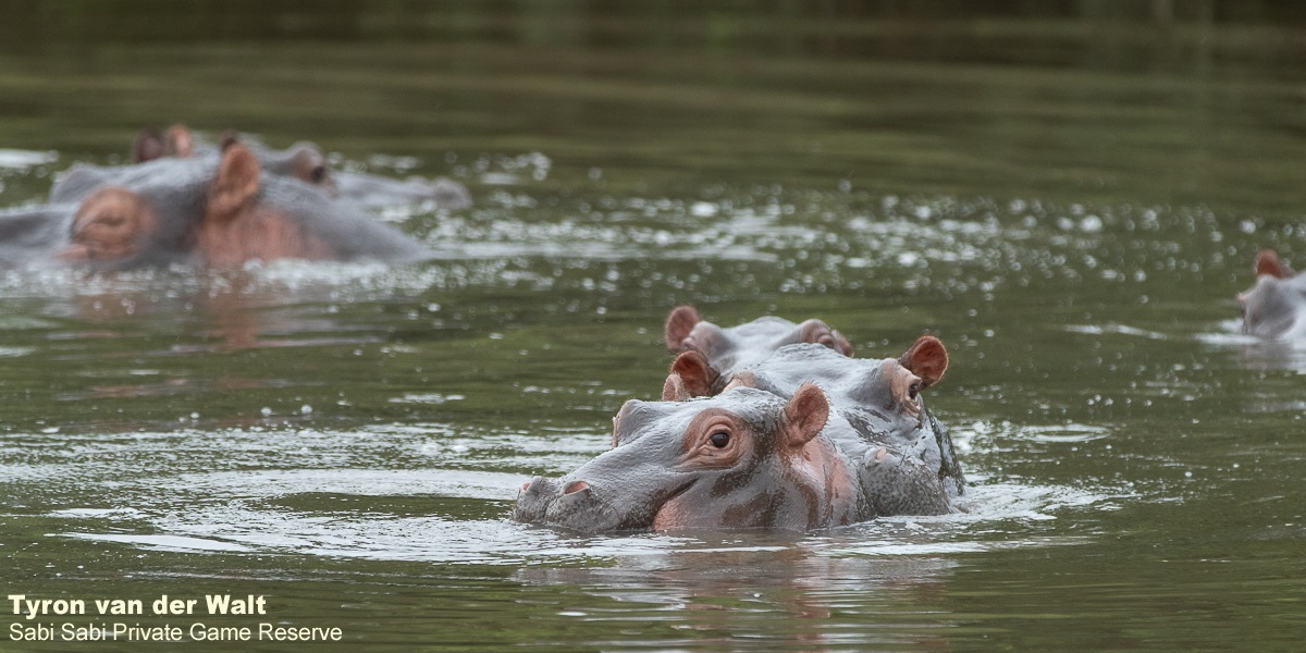 03Tyron Van Der Walt Hippo 100221 2 Final