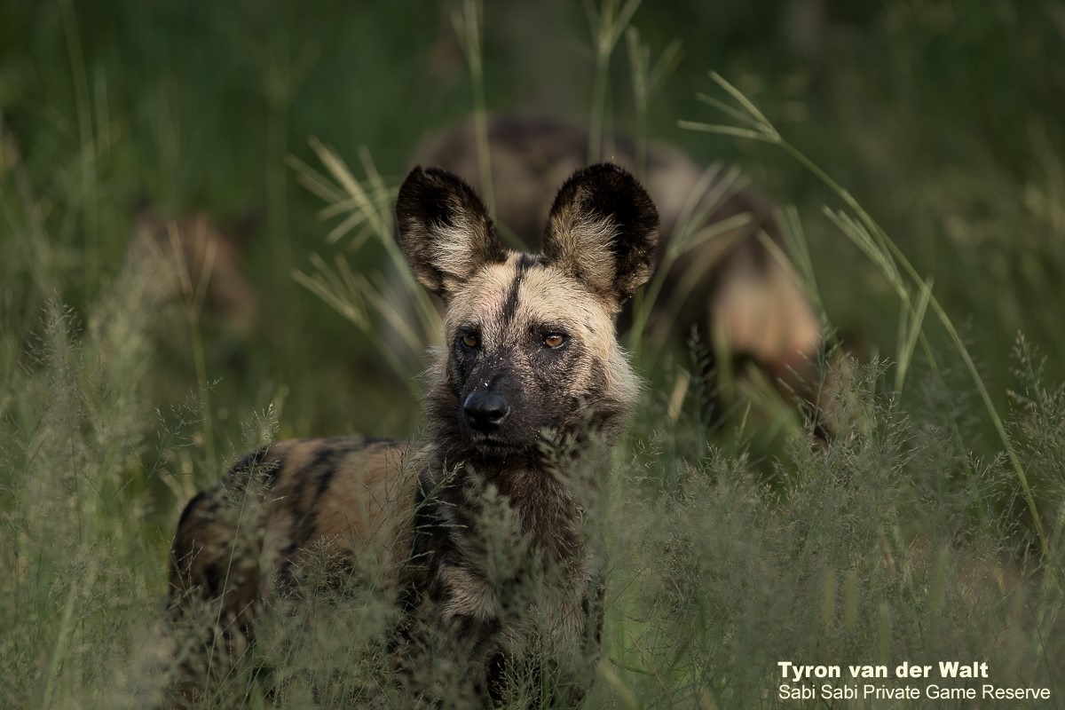 03TyronVanDerWalt Wild Dog 210120 1 Final