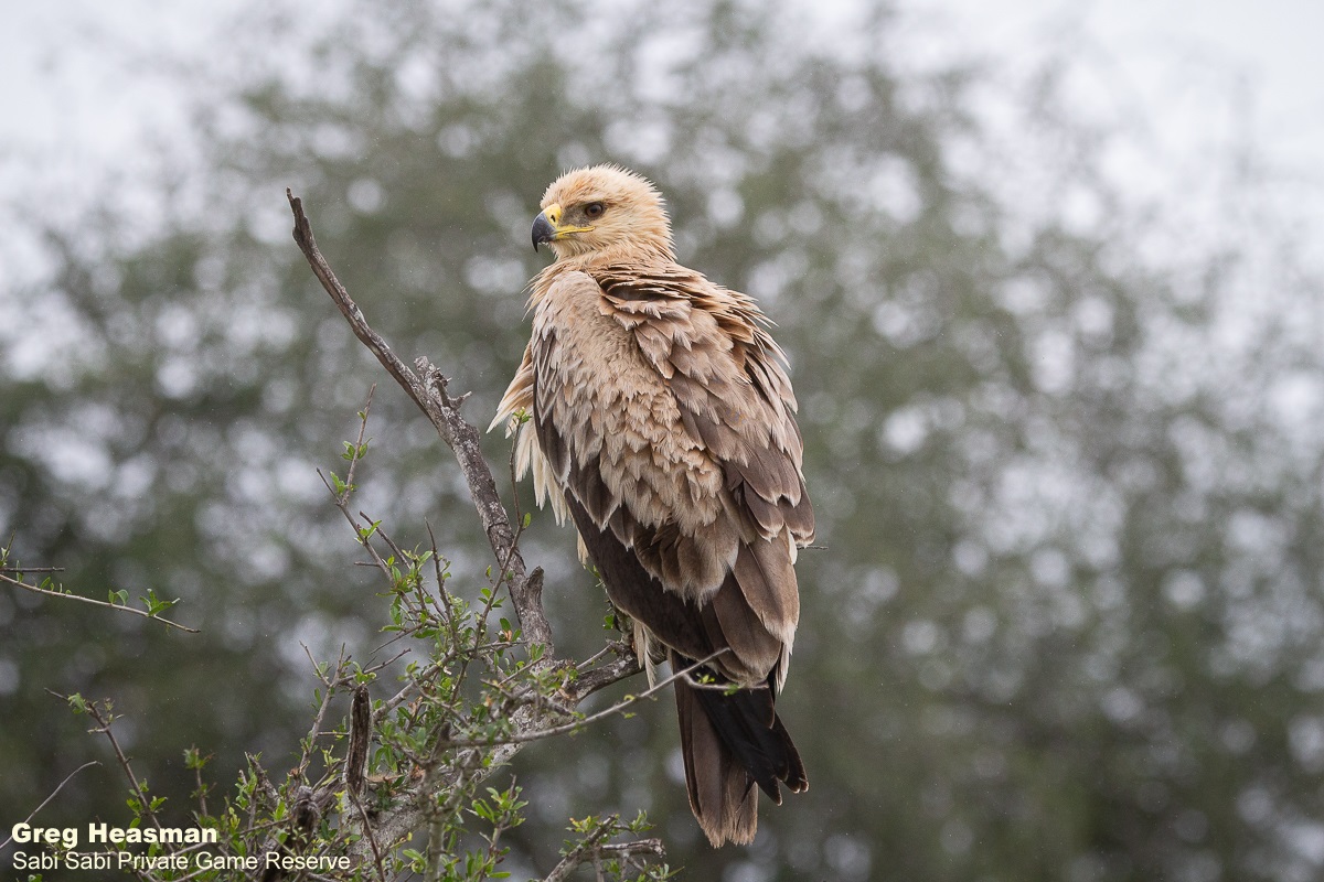 04Greg Heasman Tawny Eagle 22022021 Final