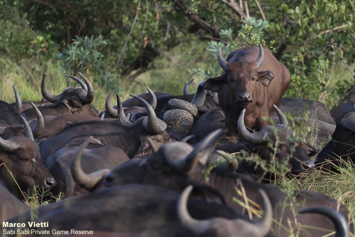 04Marco Vietti Buffalo 280321 Final 04Marco Vietti Buffalo 280321 Final