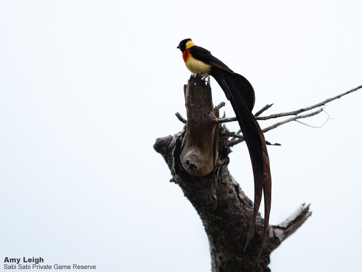 05Amy Leigh Long Tailed Paradise Whydah 200321 Final 05Amy Leigh Long Tailed Paradise Whydah 200321 Final