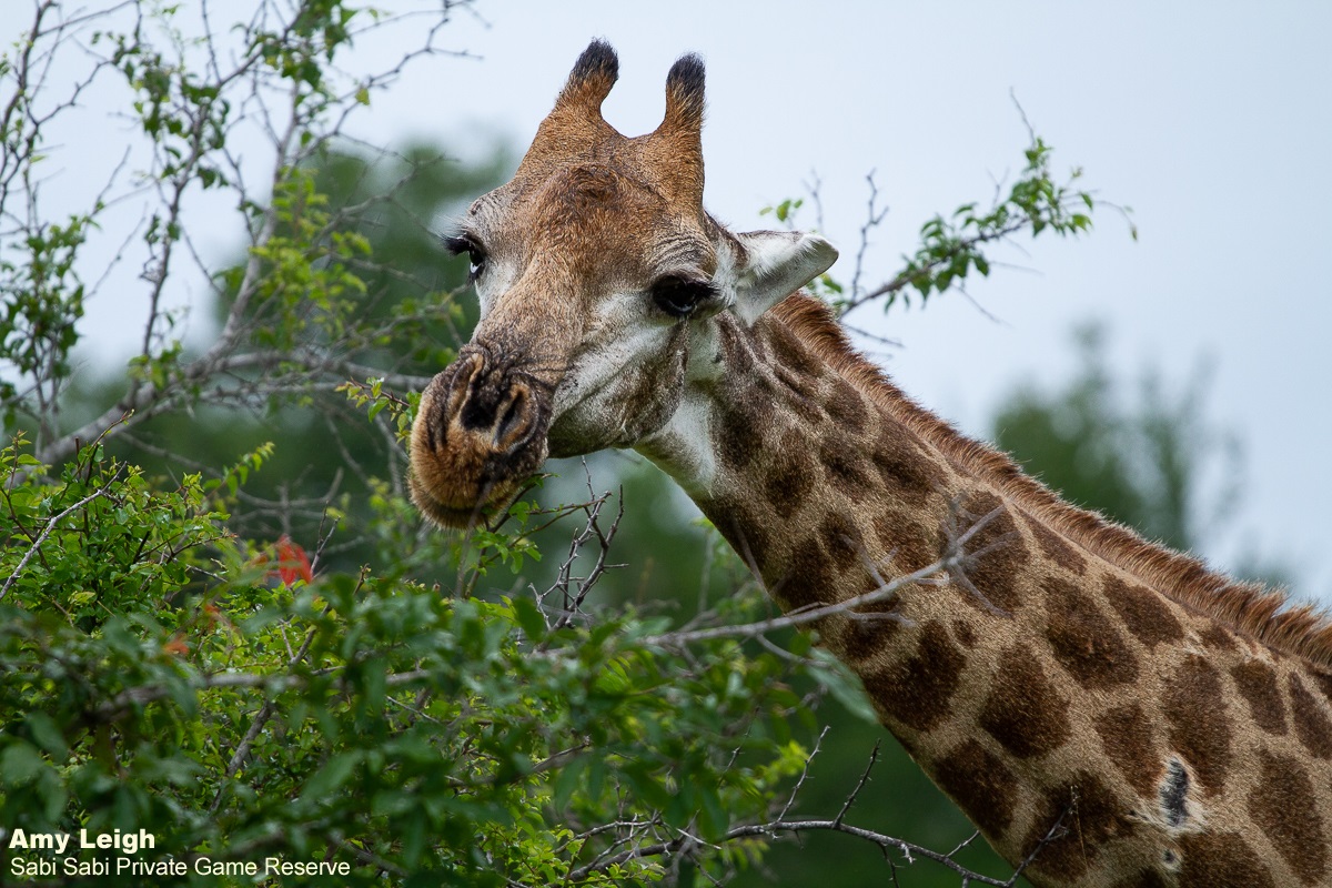 06Amy Leigh Giraffe. 120221 Final