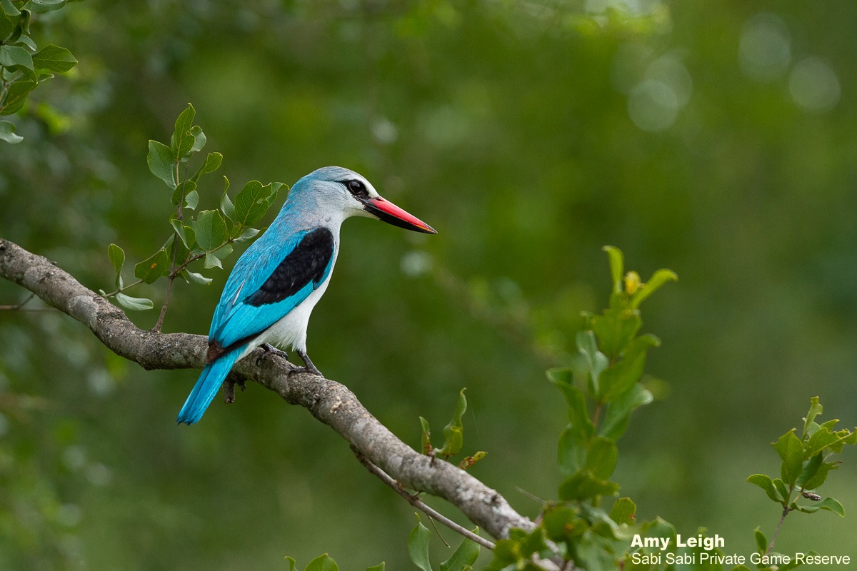 07Amy Leigh Woodland Kingfisher 060221 Final