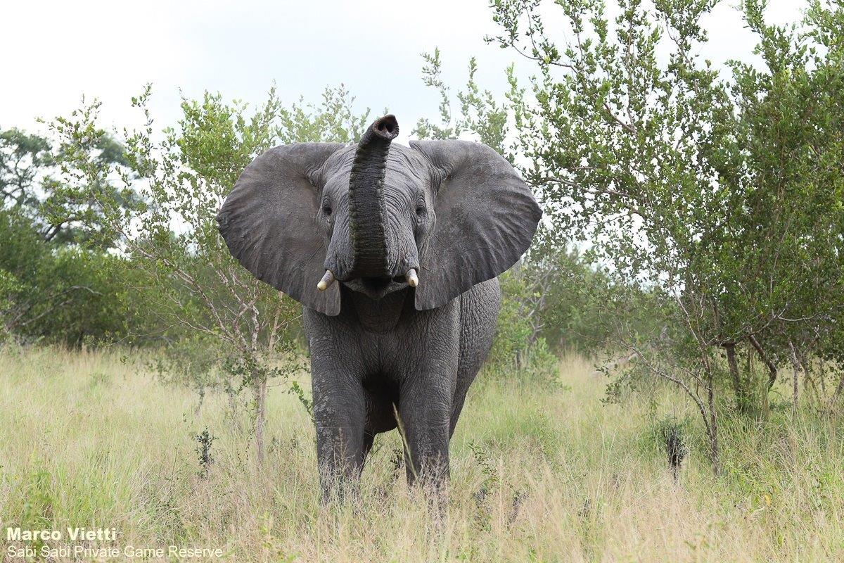 07Marco Vietti Elephant 240321 Final 07Marco Vietti Elephant 240321 Final