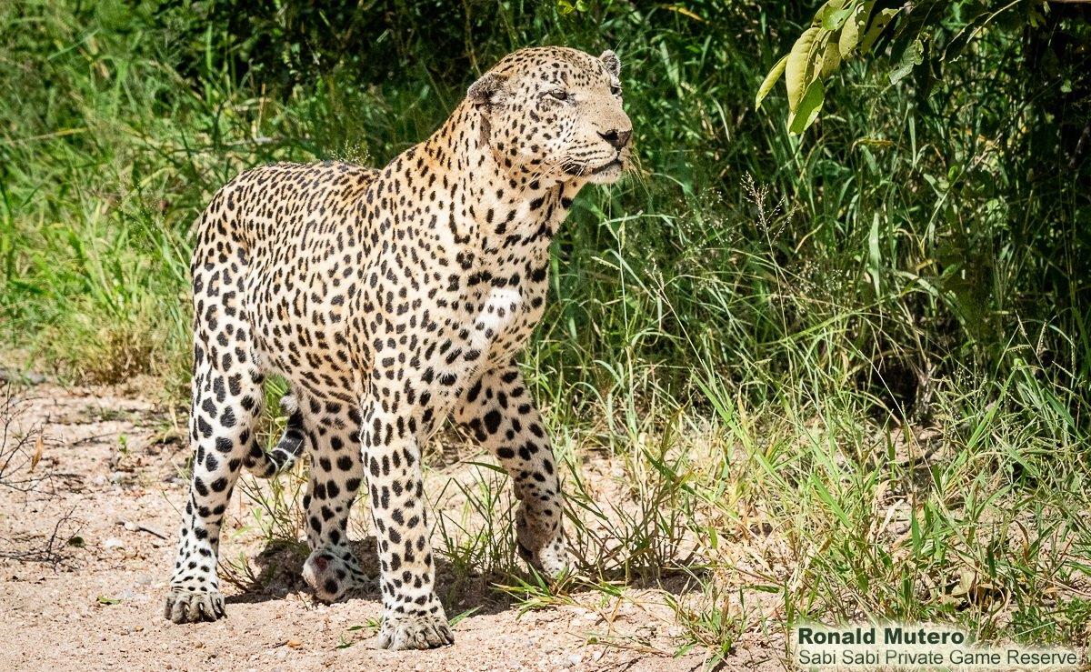 07ronald Mutero Xovo 03032021 4 Final