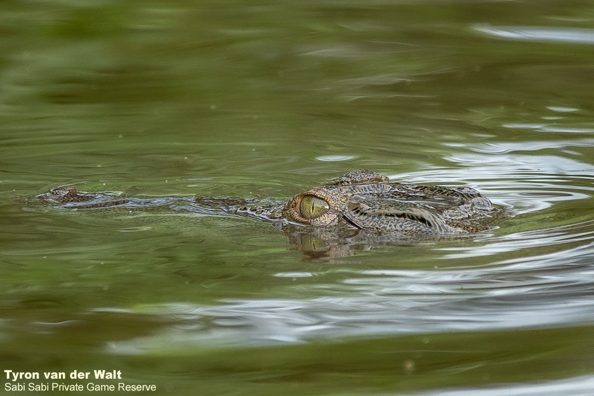 08Tyron Van Der Walt Crocodile 110321 Final