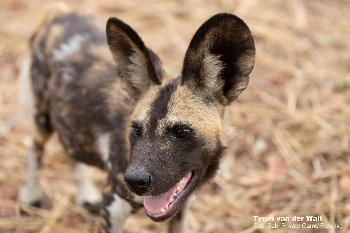 08Tyron Van Der Walt Wild Dog Pups 10112019 6 Final