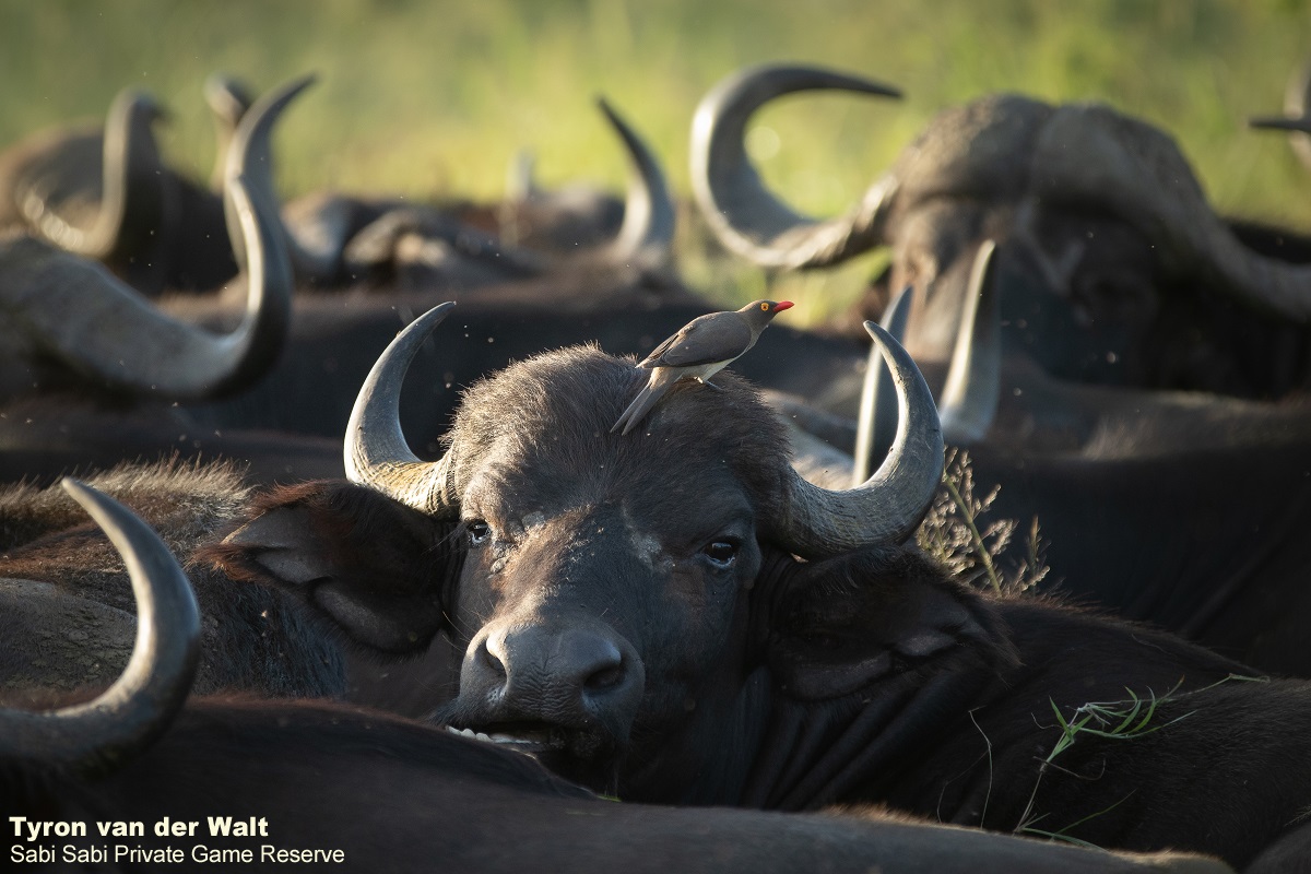 09Tyron Van Der Walt Buffalo 110221 2 Final