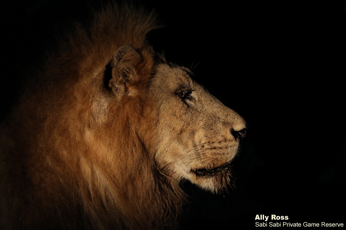 10Ally Ross 20210301 Nwas Male 01  FINAL