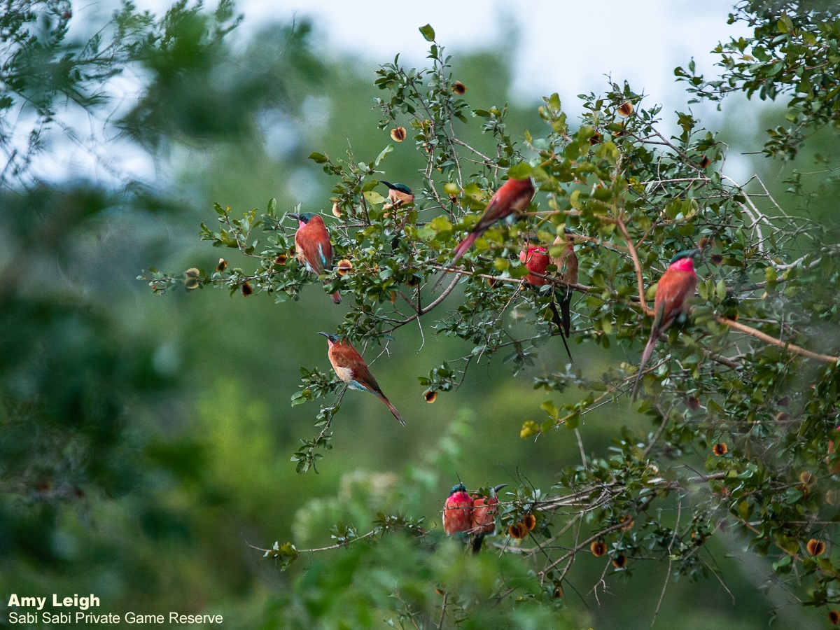 10Amy Leigh Southern Carmine Bee Eaters 2 100321 Final