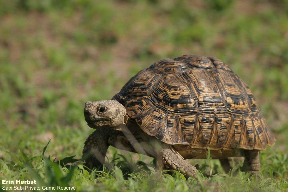 10Erin Herbst Tortoise 1 170221 Final 10Erin Herbst Tortoise 1 170221 Final